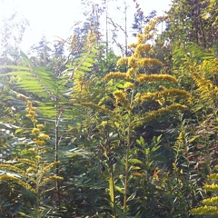 Auxier Ridge, a year after the fire